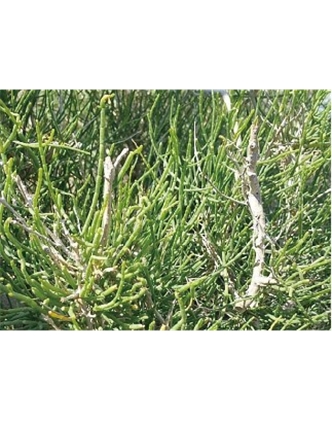 標(biāo)題：名貴樹種
瀏覽次數(shù)：1989
發(fā)表時(shí)間：2020-10-17