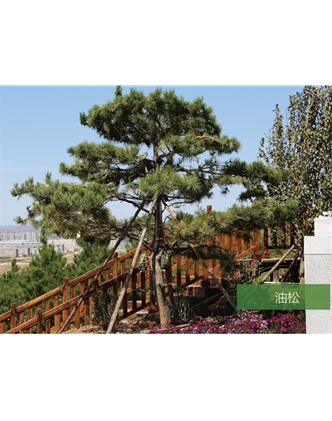 標(biāo)題：名貴樹(shù)種
瀏覽次數(shù)：1818
發(fā)表時(shí)間：2020-10-17