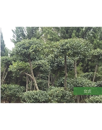 標(biāo)題：名貴樹(shù)種
瀏覽次數(shù)：1776
發(fā)表時(shí)間：2020-10-17