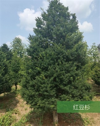 標(biāo)題：名貴樹種
瀏覽次數(shù)：2180
發(fā)表時(shí)間：2020-10-17