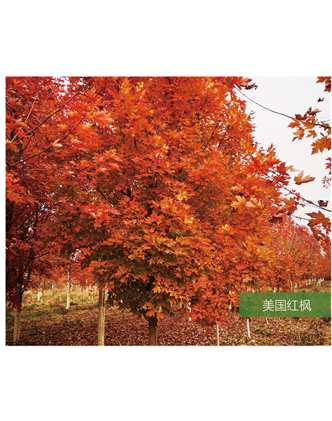 標(biāo)題：名貴樹種
瀏覽次數(shù)：2273
發(fā)表時(shí)間：2020-10-17