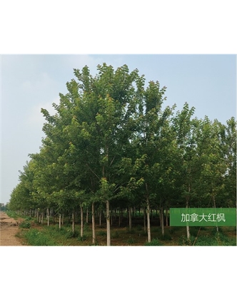 標(biāo)題：名貴樹種
瀏覽次數(shù)：2051
發(fā)表時(shí)間：2020-10-17