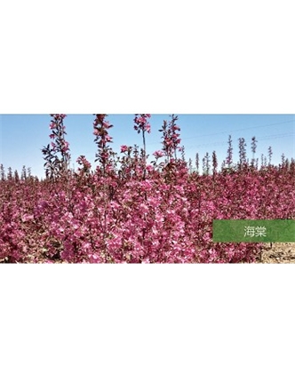 標題：喬灌木
瀏覽次數(shù)：1930
發(fā)表時間：2020-10-17