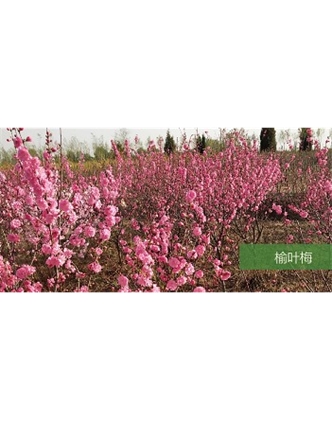 標(biāo)題：?jiǎn)坦嗄?瀏覽次數(shù)：1806
發(fā)表時(shí)間：2020-10-17