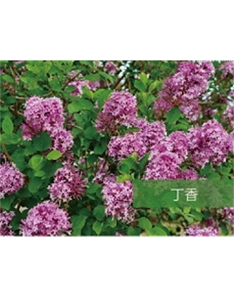 標(biāo)題：?jiǎn)坦嗄?瀏覽次數(shù)：1738
發(fā)表時(shí)間：2020-10-17