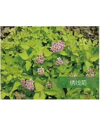 標(biāo)題：?jiǎn)坦嗄?瀏覽次數(shù)：1952
發(fā)表時(shí)間：2020-10-17