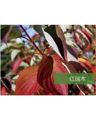 標(biāo)題：?jiǎn)坦嗄?瀏覽次數(shù)：1963
發(fā)表時(shí)間：2020-10-17