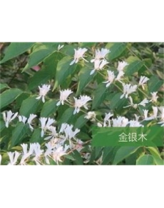 標(biāo)題：喬灌木
瀏覽次數(shù)：1838
發(fā)表時(shí)間：2020-10-17