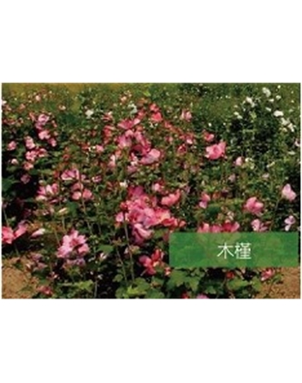 標(biāo)題：喬灌木
瀏覽次數(shù)：1939
發(fā)表時(shí)間：2020-10-17