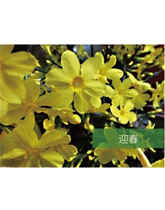 標(biāo)題：喬灌木
瀏覽次數(shù)：1769
發(fā)表時(shí)間：2020-10-17