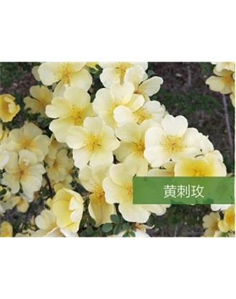 標(biāo)題：喬灌木
瀏覽次數(shù)：1765
發(fā)表時(shí)間：2020-10-17