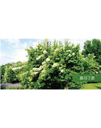 標(biāo)題：喬灌木
瀏覽次數(shù)：1994
發(fā)表時(shí)間：2020-10-17