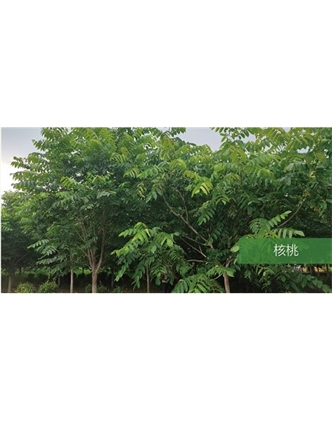 標題：喬灌木
瀏覽次數(shù)：1827
發(fā)表時間：2020-10-17