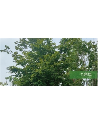 標題：喬灌木
瀏覽次數(shù)：1857
發(fā)表時間：2020-10-17