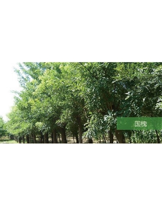 標題：喬灌木
瀏覽次數(shù)：2008
發(fā)表時間：2020-10-17