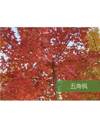 標題：喬灌木
瀏覽次數(shù)：1901
發(fā)表時間：2020-10-17