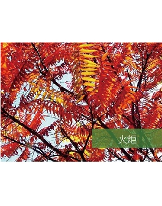 標題：喬灌木
瀏覽次數(shù)：1838
發(fā)表時間：2020-10-17