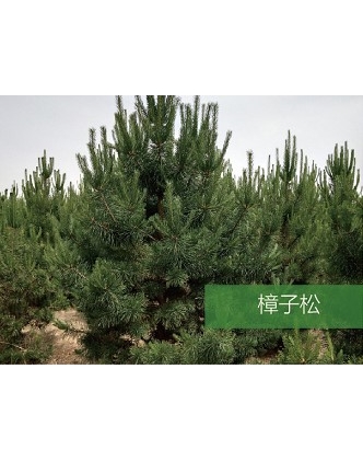 標題：喬灌木
瀏覽次數(shù)：1934
發(fā)表時間：2020-10-17