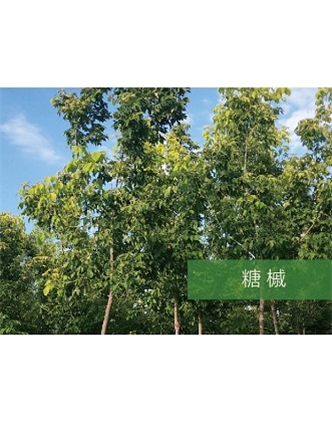 標題：喬灌木
瀏覽次數(shù)：2452
發(fā)表時間：2020-10-17