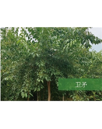 標題：喬灌木
瀏覽次數(shù)：2335
發(fā)表時間：2020-10-17