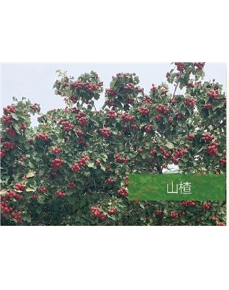 標題：喬灌木
瀏覽次數(shù)：2337
發(fā)表時間：2020-10-17