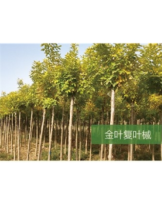 標題：喬灌木
瀏覽次數(shù)：2292
發(fā)表時間：2020-10-17